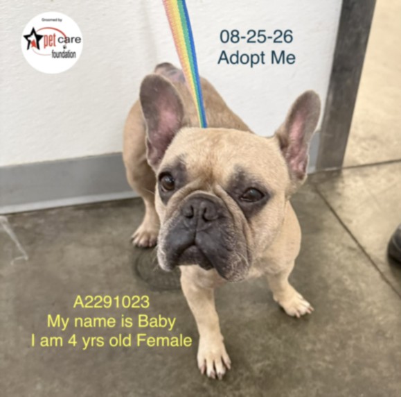 Shelter Stray Female Dog last seen , 1850 W 60th St, Los Angeles, CA 90047, USA