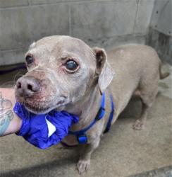 Shelter Stray Male Dog last seen CEDAR & FOOTHILL, 333 Chandler Pl, San Bernardino, CA 92408, USA
