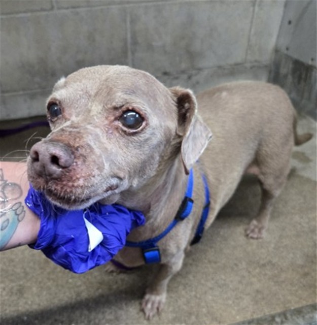 Shelter Stray Male Dog last seen CEDAR & FOOTHILL, 333 Chandler Pl, San Bernardino, CA 92408, USA