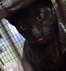 Shelter Stray Female Cat last seen , 1850 W 60th St, Los Angeles, CA 90047, USA