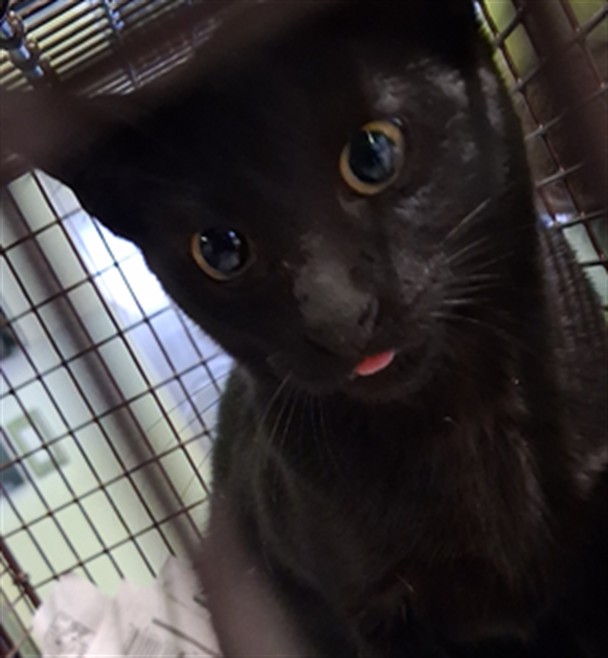 Shelter Stray Female Cat last seen , 1850 W 60th St, Los Angeles, CA 90047, USA