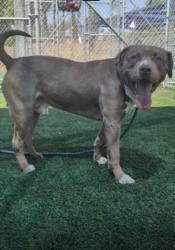 Shelter Stray Male Dog last seen , 3201 Lacy St, Los Angeles, CA 90031, USA