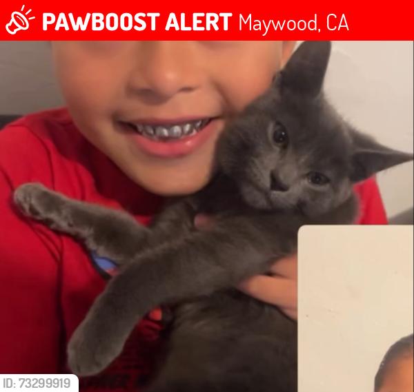 Lost Female Cat last seen maywood 61st, Maywood, CA 90270