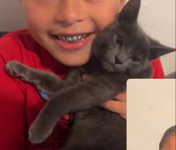 Lost Female Cat last seen maywood 61st, Maywood, CA 90270