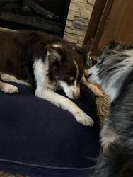 Reunited Male Dog last seen Warm Springs and Boulder, Henderson, NV 89015