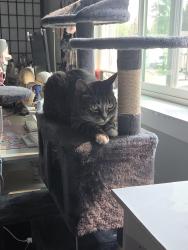 Lost Female Cat last seen Near Calico Loop, Ferndale, WA 98248, Ferndale, WA 98248
