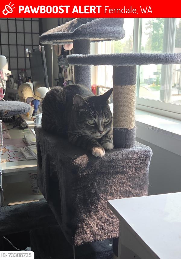Lost Female Cat last seen Near Calico Loop, Ferndale, WA 98248, Ferndale, WA 98248
