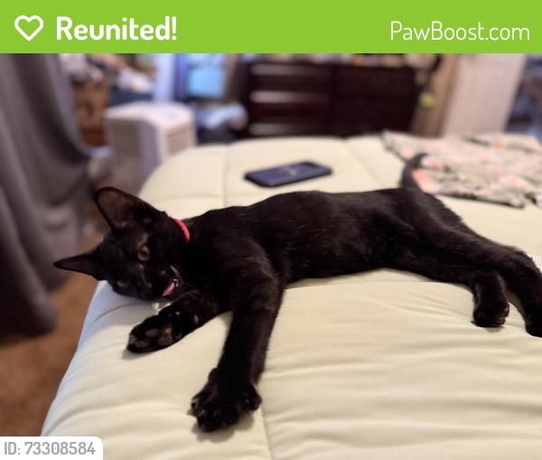 Reunited Male Cat last seen Mockingbird and HWY 51, Springtown, TX 76082