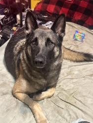 Reunited Female Dog last seen Summerglen plaza park, Tulsa, OK 74134