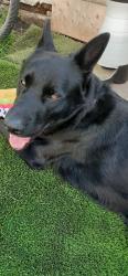 Lost Male Dog last seen Near 25 ave nw, Calgary, AB T2M 2C4