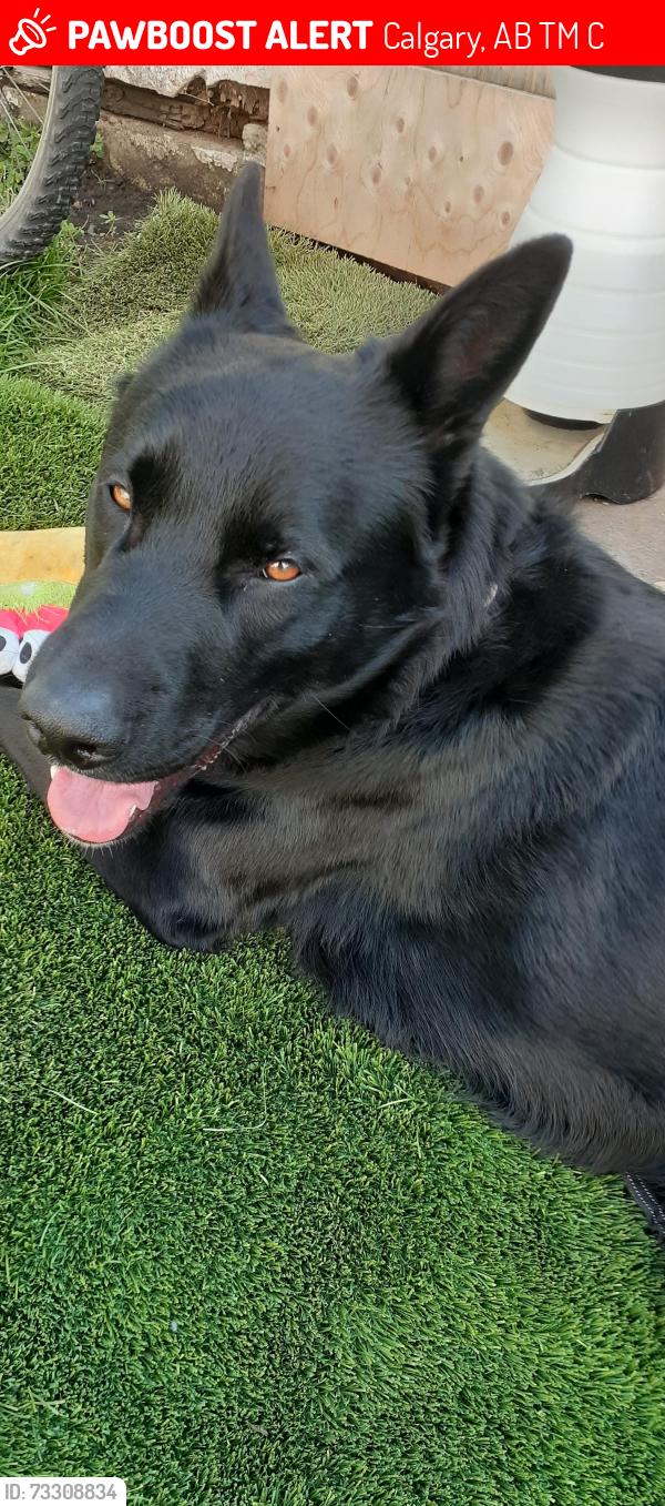 Lost Male Dog last seen Near 25 ave nw, Calgary, AB T2M 2C4