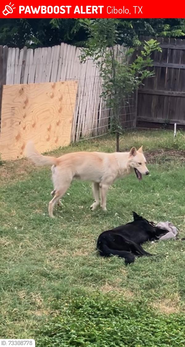 Lost Male Dog last seen Bentwood pass and town creek rd, Cibolo, TX 78108