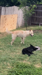 Lost Male Dog last seen Bentwood pass and town creek rd, Cibolo, TX 78108