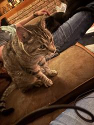 Lost Male Cat last seen 87th St and Lisson Rd, Naperville, IL 60565