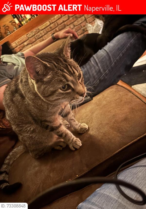 Lost Male Cat last seen 87th St and Lisson Rd, Naperville, IL 60565