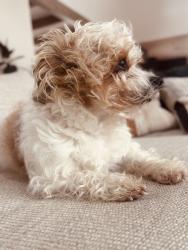 Reunited Male Dog last seen Mission Creek behind Constance Lane, Santa Barbara, CA 93105