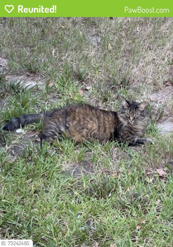 Reunited Female Cat last seen Pepper Ridge Ln & Bellchase Dr, Spring, TX 77373