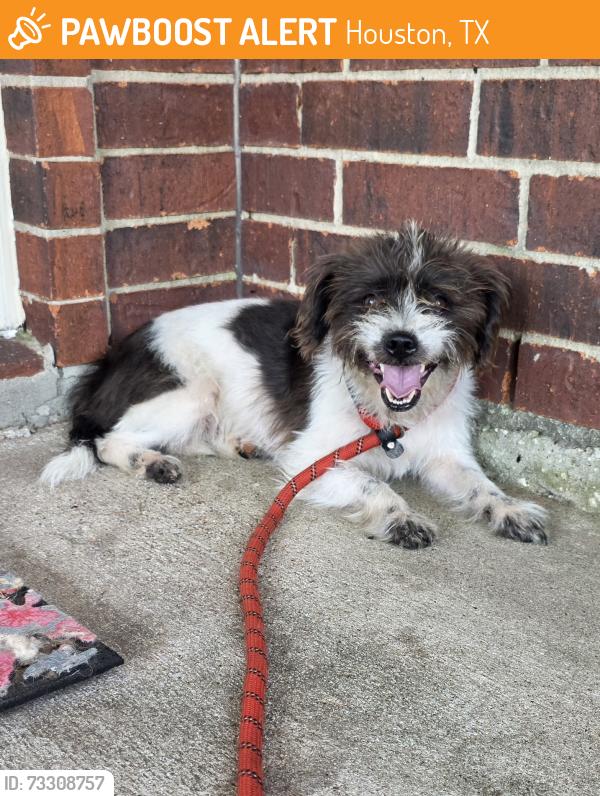 Found/Stray Female Dog last seen Brunswick Meadows Drive, Houston, TX 77047