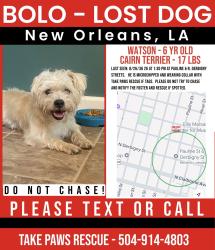 Lost Male Dog last seen Pauline St and Derbigny st, New Orleans, LA 70117