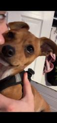 Lost Male Dog last seen 1300s Harrison ave, Salt Lake City, UT 84115