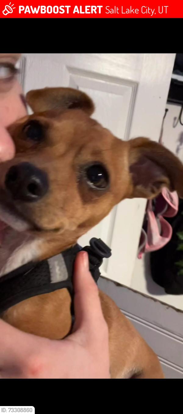 Lost Male Dog last seen 1300s Harrison ave, Salt Lake City, UT 84115