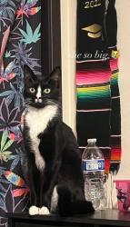 Lost Female Cat last seen Lexus of Seattle and Edmonds community collage, Lynnwood, WA 98036
