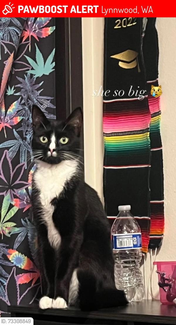 Lost Female Cat last seen Lexus of Seattle and Edmonds community collage, Lynnwood, WA 98036