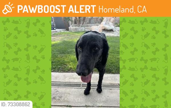 Found/Stray Unknown Dog last seen Clinton, Homeland, CA 92548