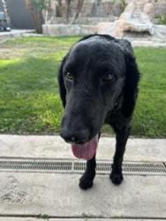 Found/Stray Unknown Dog last seen Clinton, Homeland, CA 92548