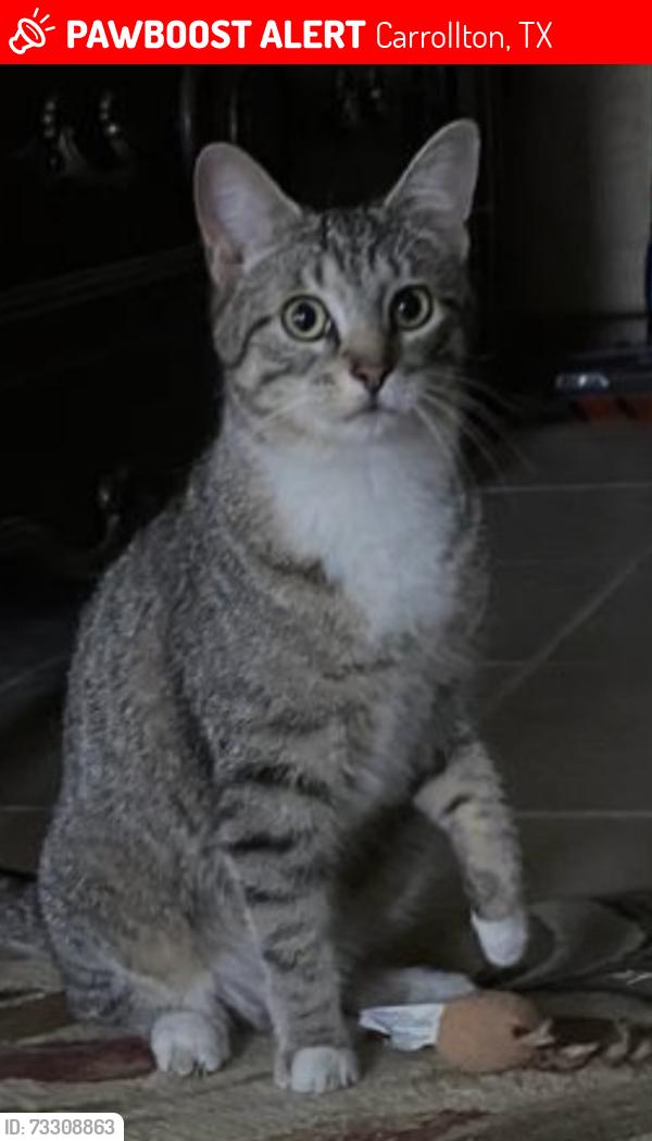 Lost Female Cat last seen Hebron & Josey Lane, Carrollton, TX 75010
