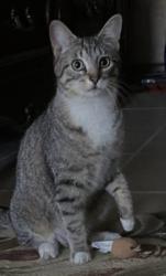 Lost Female Cat last seen Hebron & Josey Lane, Carrollton, TX 75010