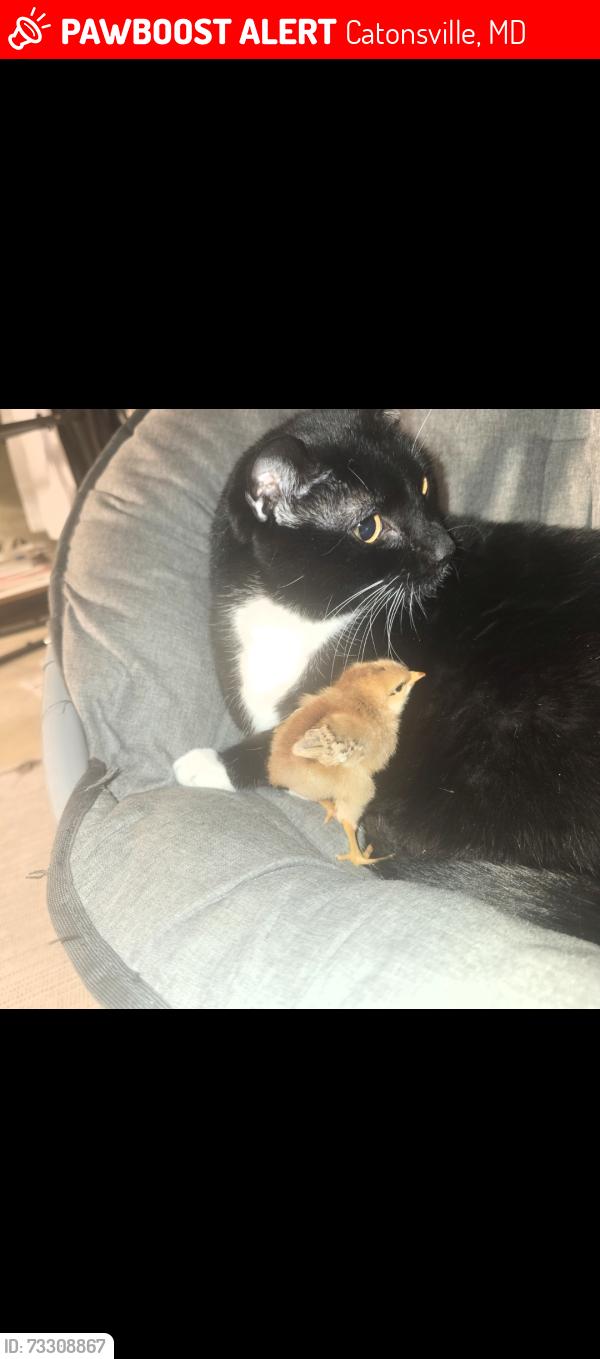 Lost Male Cat last seen Near Ashton Valley Way, Catonsville, MD 21228