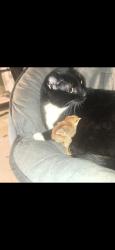 Lost Male Cat last seen Near Ashton Valley Way, Catonsville, MD 21228
