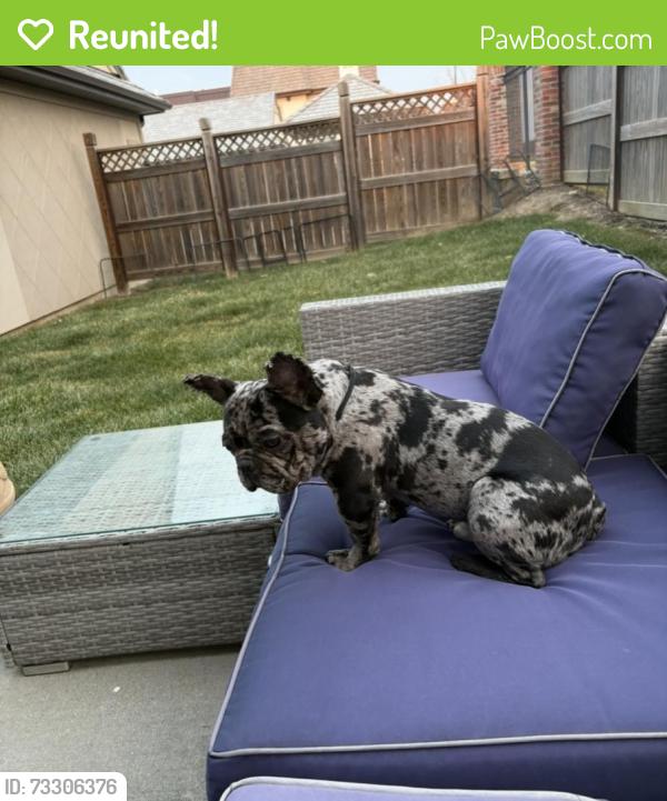 Reunited Male Dog last seen Truman and main, Independence, MO 64050