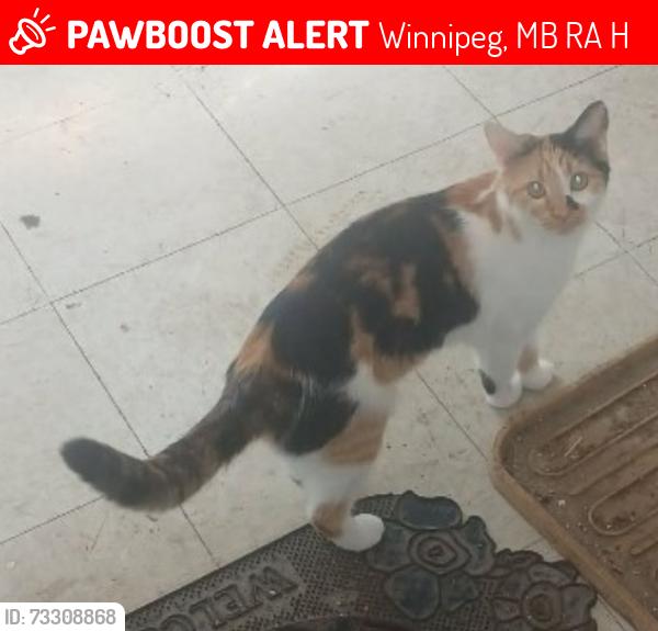 Lost Female Cat last seen Furby willam, Winnipeg, MB R3A 0H3