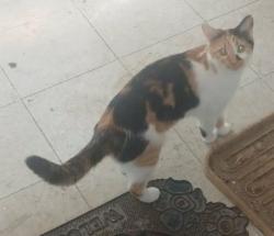 Lost Female Cat last seen Furby willam, Winnipeg, MB R3A 0H3