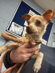 Shelter Stray Female Dog last seen Near ESSEX FARMS LANE Stone Mountain, 30088, 30088, GA, 3280 Chamblee Dunwoody Rd, Chamblee, GA 30341, USA