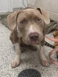 Shelter Stray Male Dog last seen Near Elmwood Ave, 64132, MO, 7077 Elmwood Ave, Kansas City, MO 64132, USA