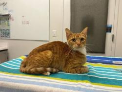 Shelter Stray Female Cat last seen NE NE 51st Ter & N51st Ter & N Michigan Ave, 64118, 64118, MO, 7077 Elmwood Ave, Kansas City, MO 64132, USA