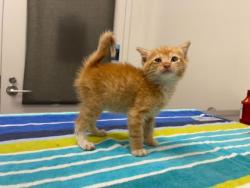 Shelter Stray Female Cat last seen NE NE 51st Ter & N51st Ter & N Michigan Ave, 64118, 64118, MO, 7077 Elmwood Ave, Kansas City, MO 64132, USA