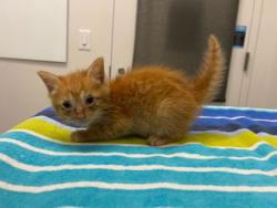 Shelter Stray Male Cat last seen NE NE 51st Ter & N51st Ter & N Michigan Ave, 64118, 64118, MO, 7077 Elmwood Ave, Kansas City, MO 64132, USA