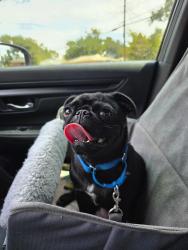 Found/Stray Female Dog last seen Buckeye Drive, Dallas, TX 75217