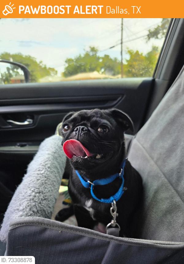 Found/Stray Female Dog last seen Buckeye Drive, Dallas, TX 75217