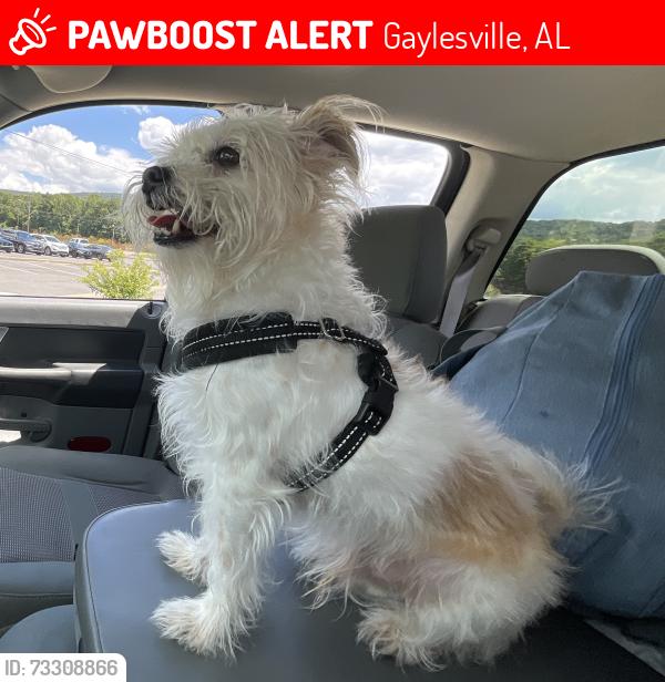 Lost Male Dog last seen Highway 35 and 136, Gaylesville, AL 35973