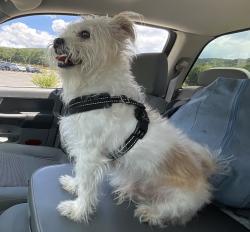 Lost Male Dog last seen Highway 35 and 136, Gaylesville, AL 35973