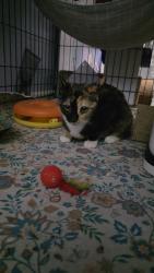 Reunited Female Cat last seen Tavern road and Flo drive, Alpine, CA 91901