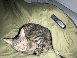 Found/Stray Male Cat last seen Cornell Dr and Bryce Ln, Dallas, TX 75240
