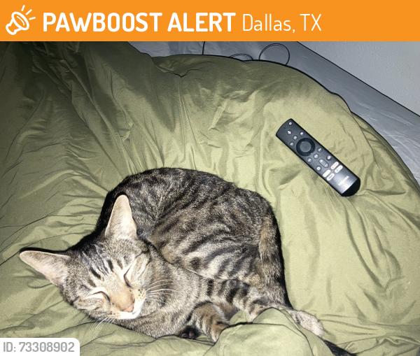 Found/Stray Male Cat last seen Cornell Dr and Bryce Ln, Dallas, TX 75240