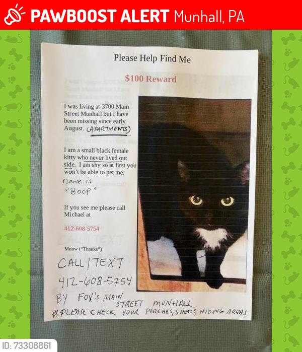 Lost Female Cat last seen Near Main Street Munhall PA 15120 -apmts Near Fox Diner Area, Munhall, PA 15120