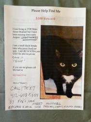 Lost Female Cat last seen Near Main Street Munhall PA 15120 -apmts Near Fox Diner Area, Munhall, PA 15120